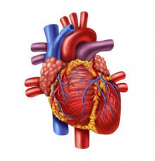 geriatric patient heart